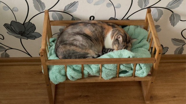 К котовторнику