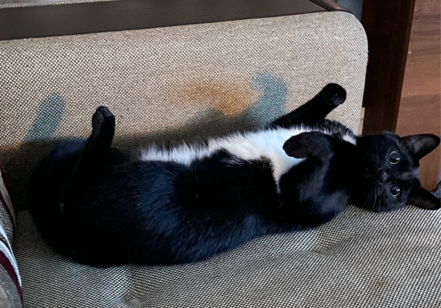 Котовторник. Февраль