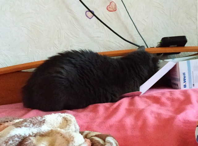 Котовторник - по расписанию!