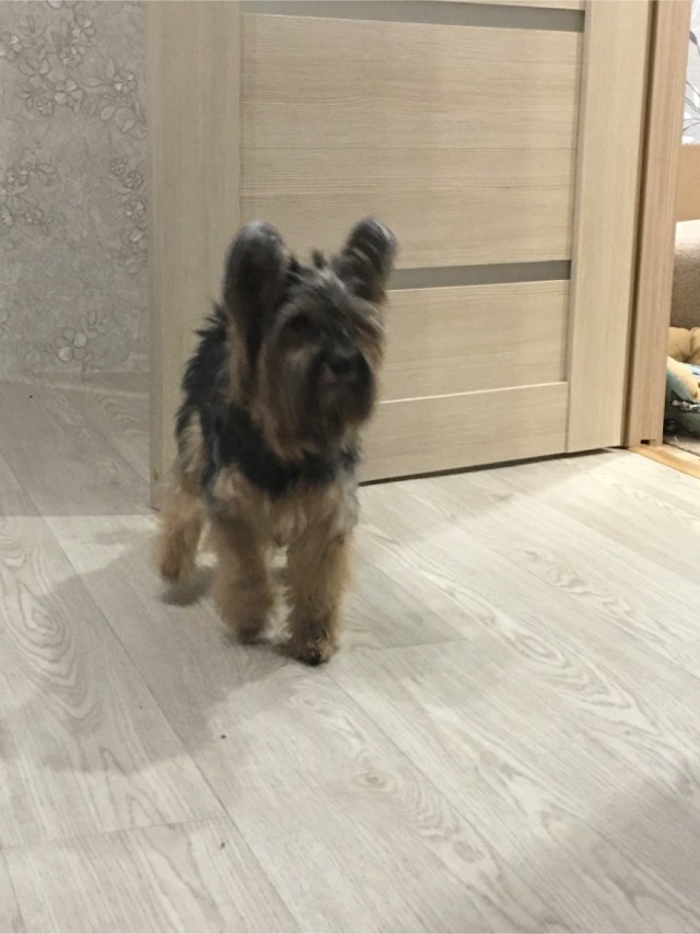 Не видели собаку мою?