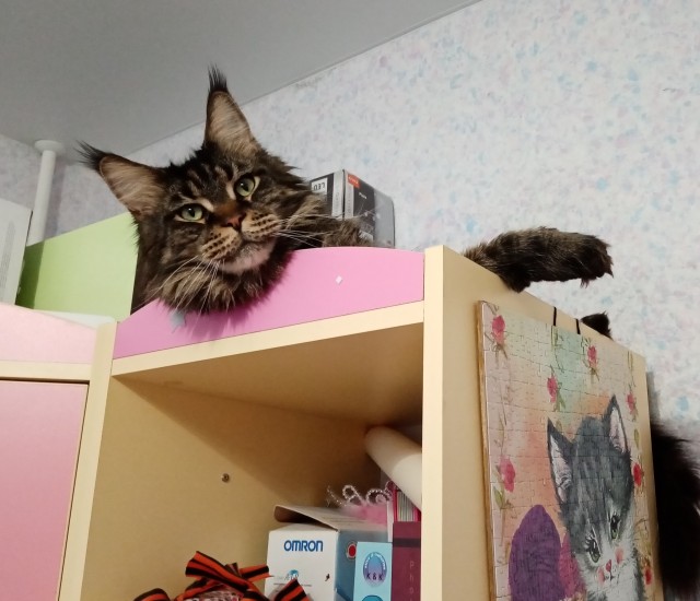 Котовторник вроде.