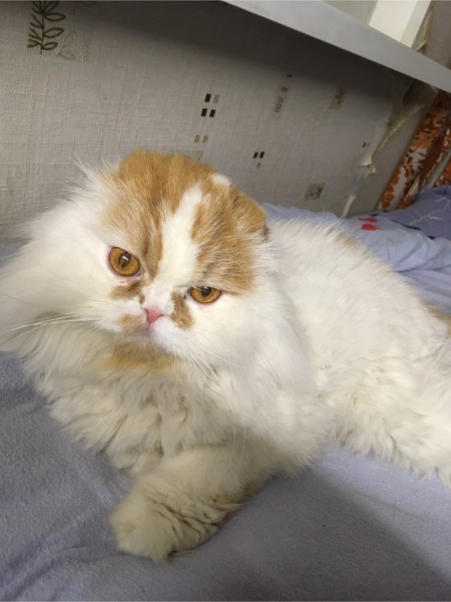 Немного голубоглазой милоты