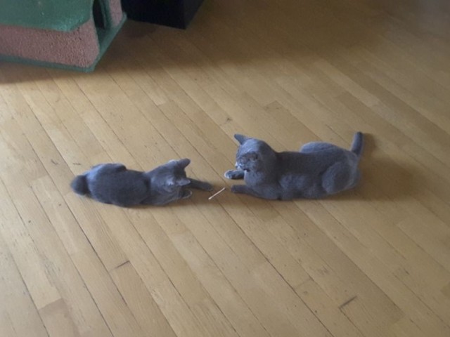Тс-с, вьетконговцы, там, в кустах