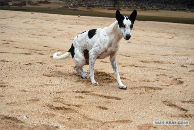 ГоА свои впечатления