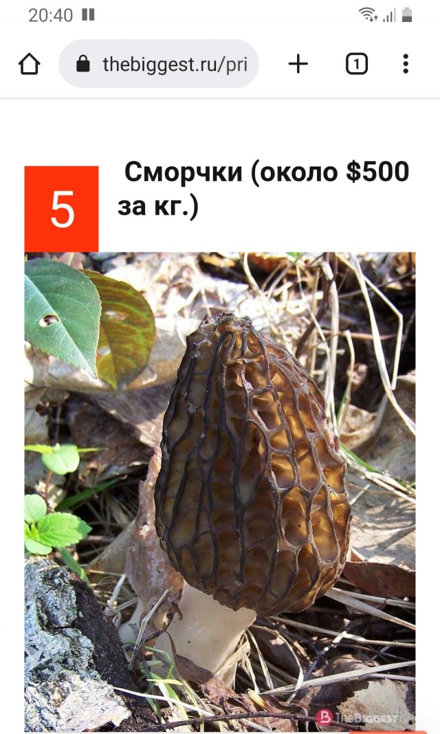 Десять самых красивых видов грибов в мире