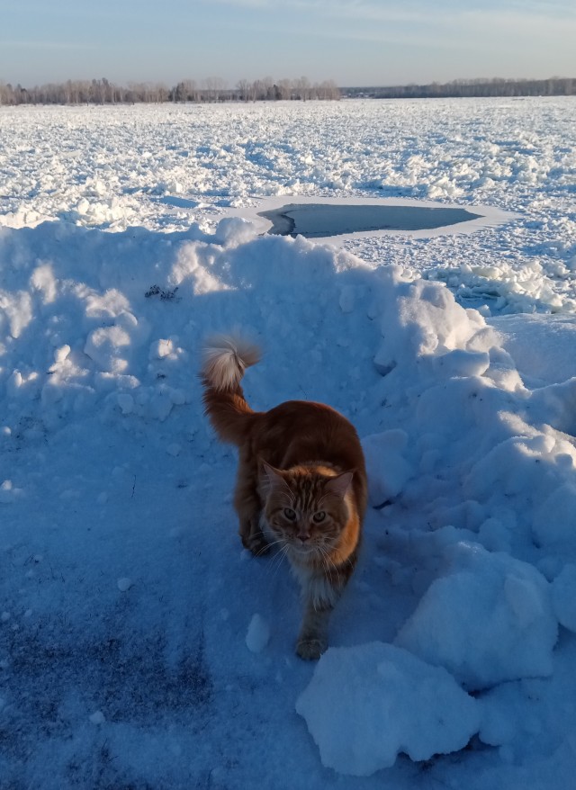 Коты ишачат на заводе