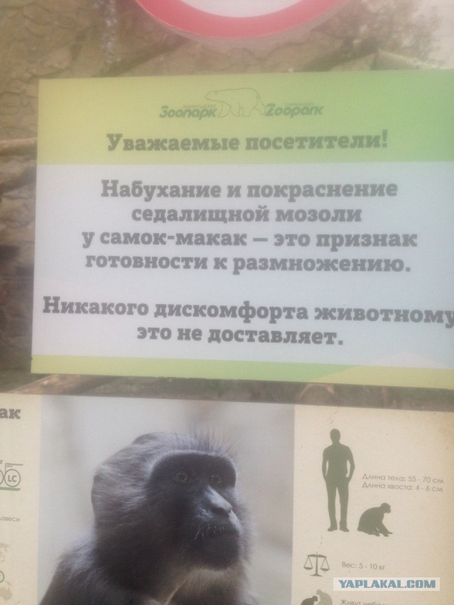 У будущей жены должна быть квартира и машина