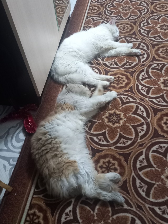 Кто как спит
