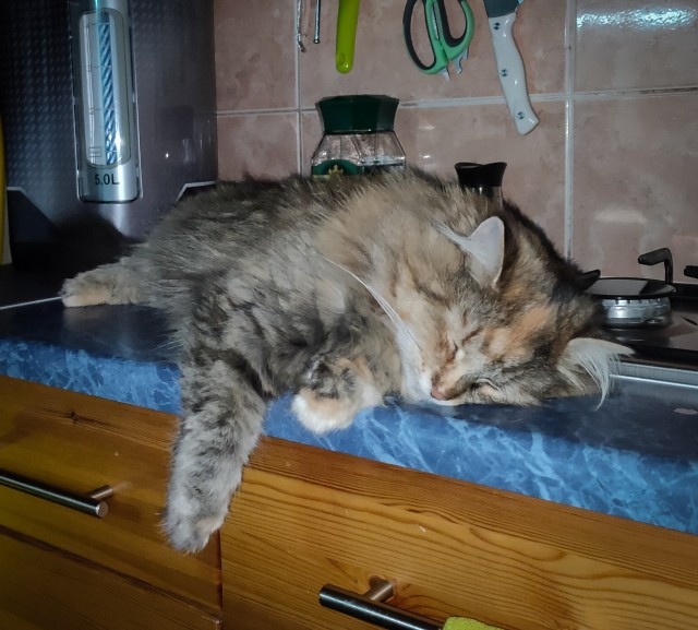 Котовторник 17.01.23