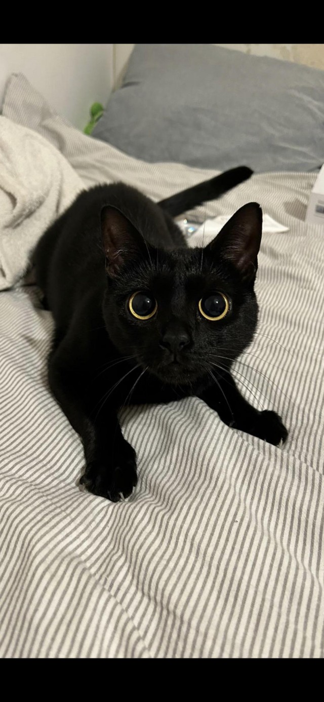 Начинаем котовторник.
