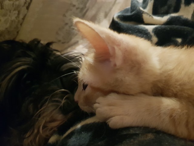 Котовторник. Моему мультяшке 1 год