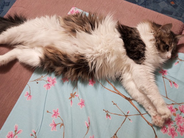 Котовторник. Моему мультяшке 1 год