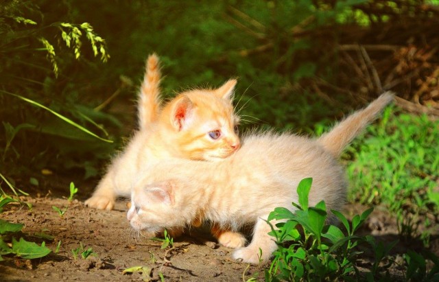 Котовторник Рыжих