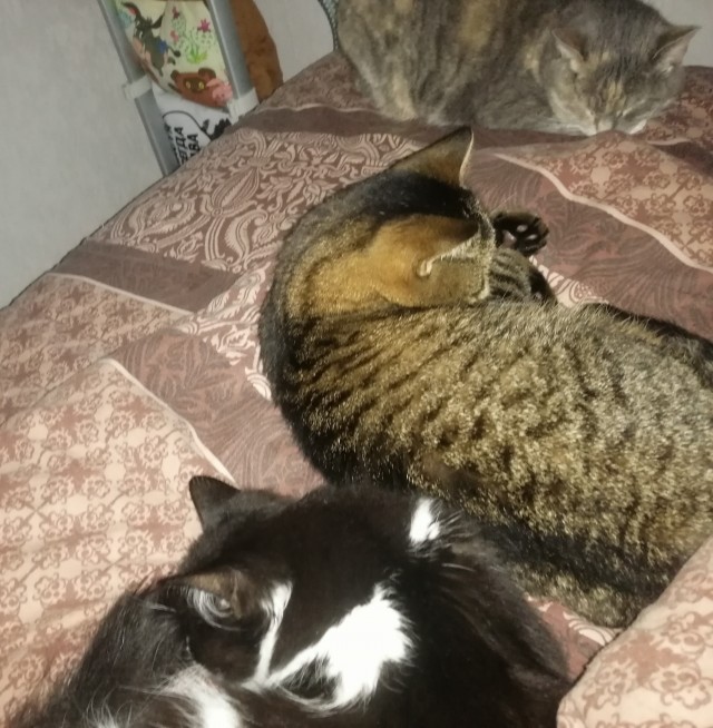 Ночной кошмар на мягких лапах.
