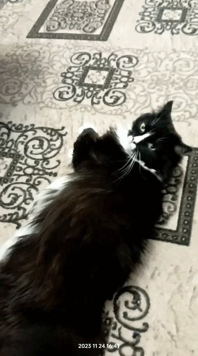 Мой котяра