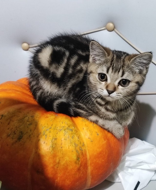 Первый Котовторник 2024
