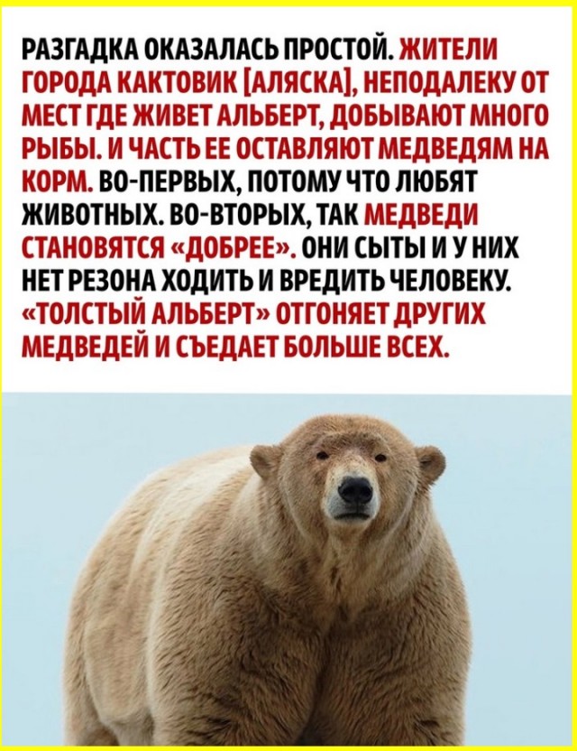 Толстый Альберт