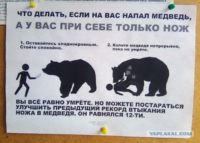 Как уплыть живым от акулы?