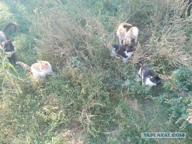 Жизнь домашнего приюта для котеек 511