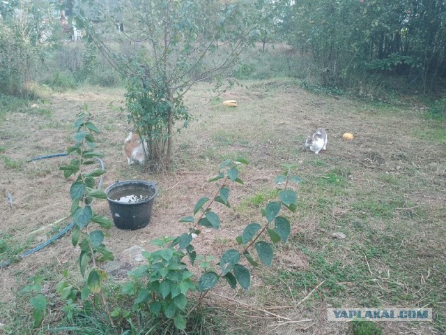 Жизнь домашнего приюта для котеек 515