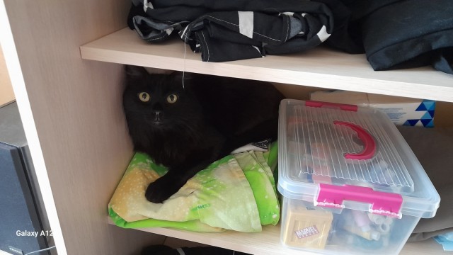 Принимайте в клуб! Котовторник же