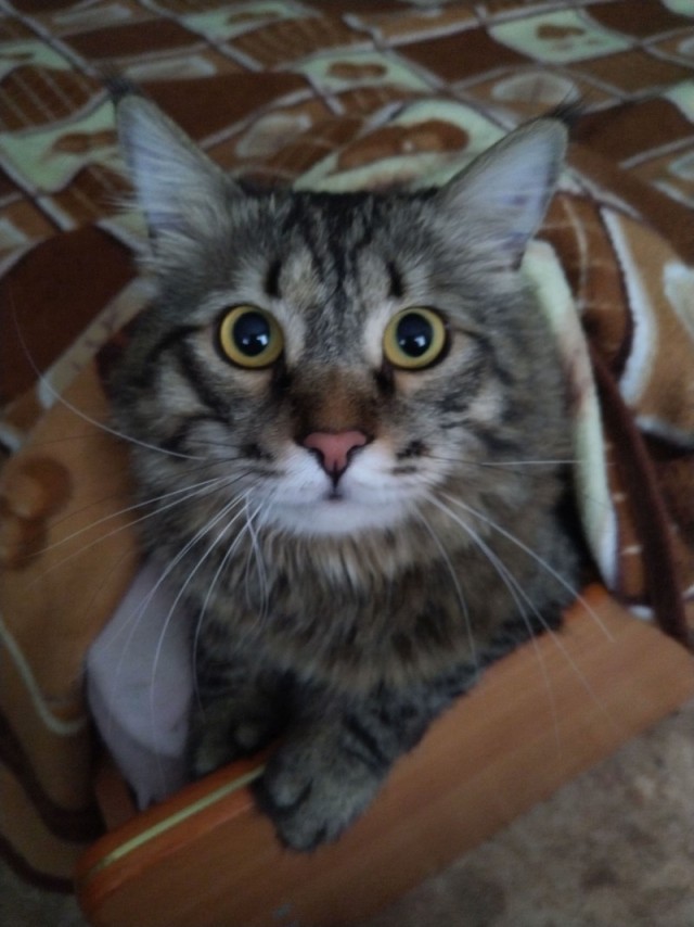 Котовторник 31.12.2024. Последний котовторник года