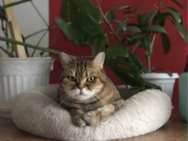 Мои гопники