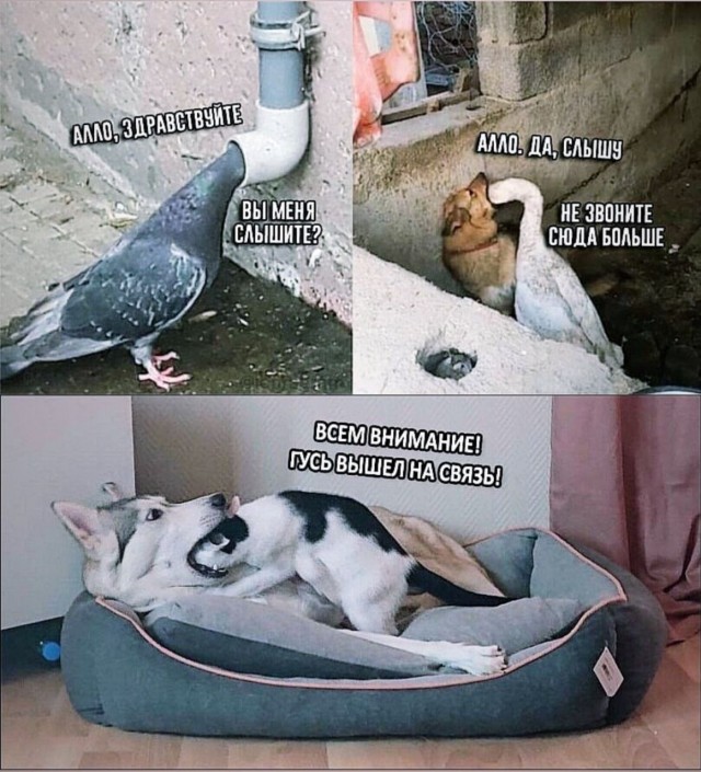 Баяны с распродажи