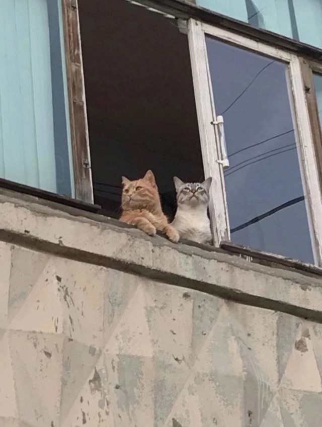 А где котики, сегодня же вторник!