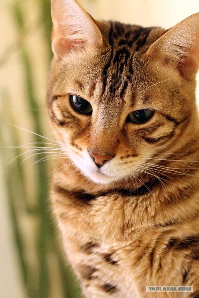 О бенгальских котах на наглядном примере