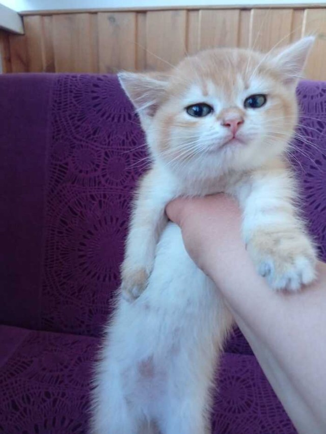 Котоленд. Милые шиншиллы в поисках дома!