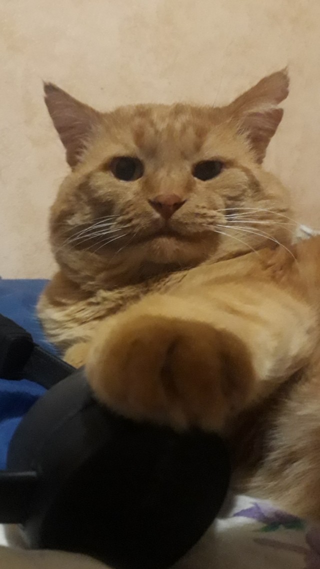 Кот мусульманин.