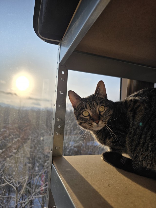 Мой кот