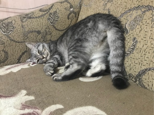 Спят усталые котейки