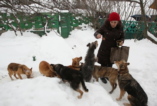 Шарыповские копы и местные жители спасли раненную косулю от бродячих собак