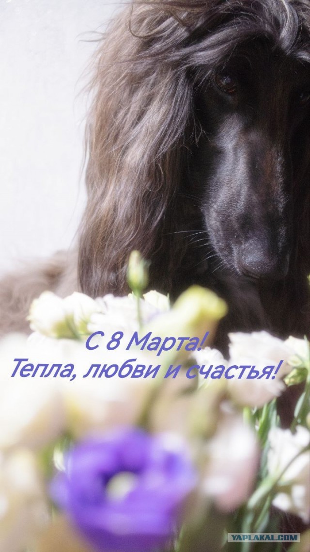 Всех собачниц ЯПа с праздником я поздравляю!