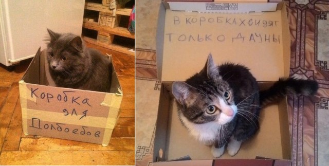 Котовфторник