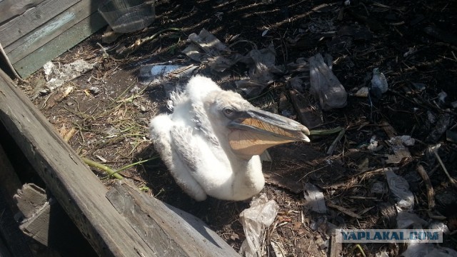 Вот кто у меня вместо собаки!