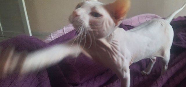 Караокер