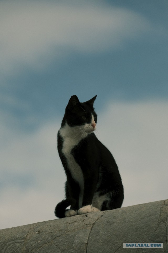 Котовторник из Палермо