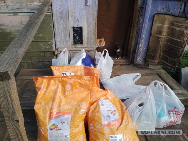 Жизнь домашнего приюта для котеек 577