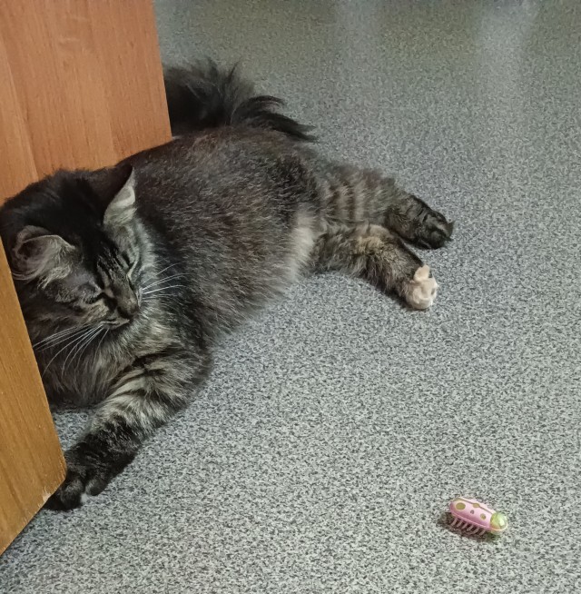 Игрушки для кошек.