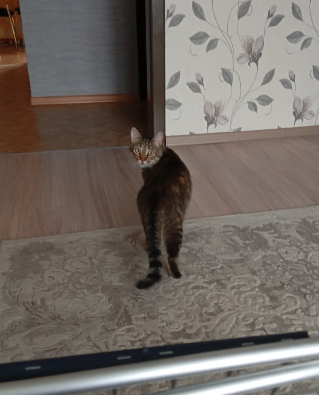 У меня самый красивый кот на свете!
