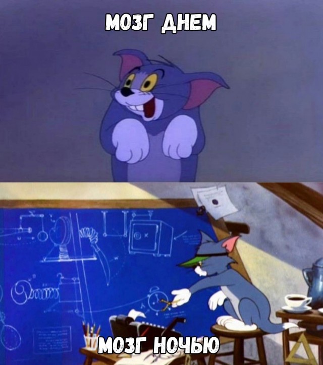 На уходящий котовторник