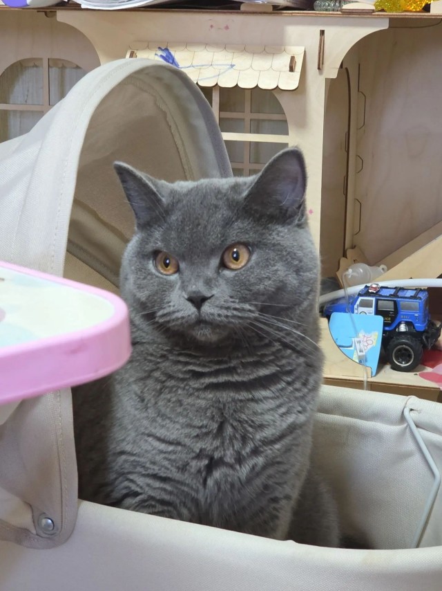 Котовторник 11.08.
