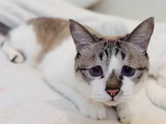 Печальная кошка