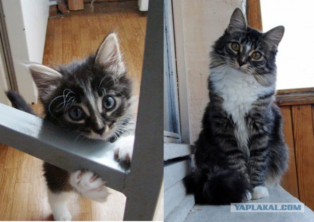 Коты и время