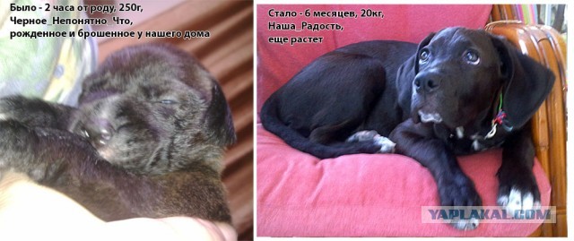 Коты и время