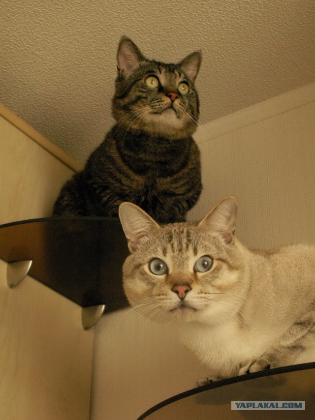 Котовторник   17.12.2013