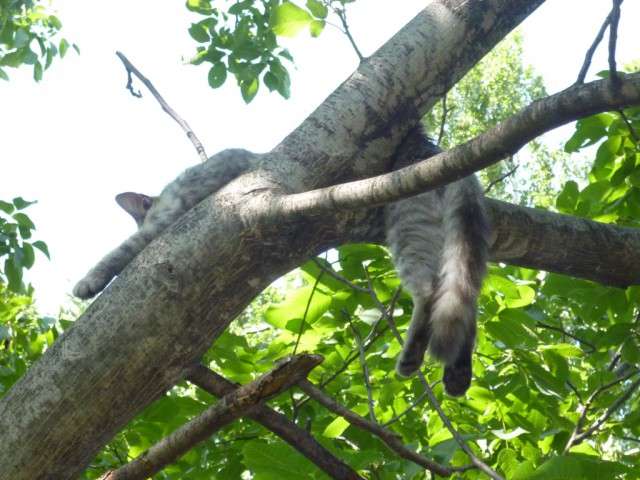 Коты на лавочке